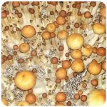 Псилоцибиновые (галлюциногенные)  грибы Psilocybin "Golden Teacher" в Ивделе