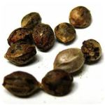 Семена марихуаны АК-47  (Seeds AK-47) в Ивделе